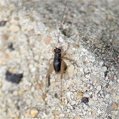 Trigonidiinae sp. (subfamily) at Russell, ACT - 28 Nov 2024 01:01 PM