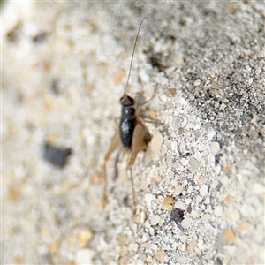 Trigonidiinae sp. (subfamily) at Russell, ACT - 28 Nov 2024 01:01 PM