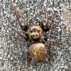 Opisthoncus sp. (genus) at Russell, ACT - 28 Nov 2024 by Hejor1