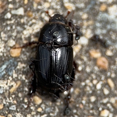 Scarabaeidae (family) at Parkes, ACT - 28 Nov 2024 by Hejor1