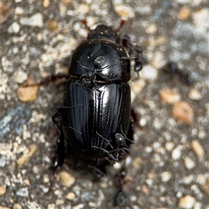 Heteronychus arator at Parkes, ACT - 28 Nov 2024