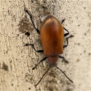 Ecnolagria grandis at Barton, ACT - 28 Nov 2024 12:55 PM