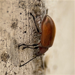 Ecnolagria grandis at Barton, ACT - 28 Nov 2024 12:55 PM