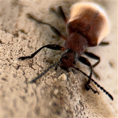 Ecnolagria grandis at Barton, ACT - 28 Nov 2024 12:55 PM