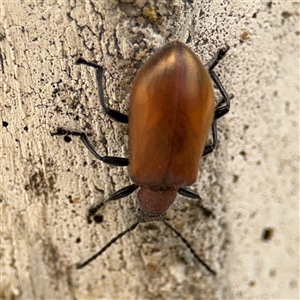 Ecnolagria grandis at Barton, ACT - 28 Nov 2024 12:55 PM