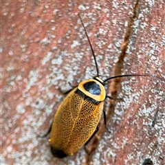 Ellipsidion australe (Austral Ellipsidion cockroach) at Russell, ACT - 28 Nov 2024 by Hejor1