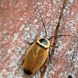 Ellipsidion australe at Russell, ACT - 28 Nov 2024