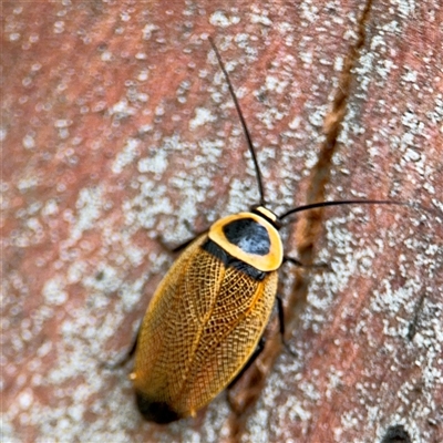 Ellipsidion australe (Austral Ellipsidion cockroach) at Russell, ACT - 28 Nov 2024 by Hejor1