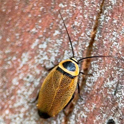 Ellipsidion australe (Austral Ellipsidion cockroach) at Russell, ACT - 28 Nov 2024 by Hejor1