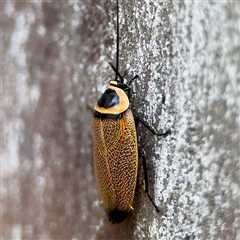 Ellipsidion australe at Russell, ACT - 28 Nov 2024