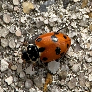 Hippodamia variegata (Spotted Amber Ladybird) at Russell, ACT by Hejor1