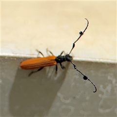 Tropis paradoxa (Longicorn beetle) at Barton, ACT - 28 Nov 2024 by Hejor1