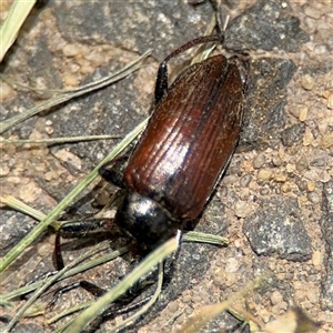 Homotrysis cisteloides (Darkling beetle) at Barton, ACT by Hejor1