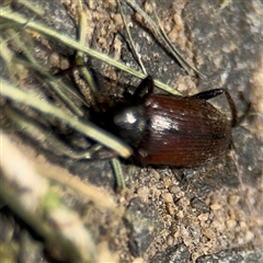 Homotrysis cisteloides at Barton, ACT - 28 Nov 2024 01:09 PM