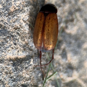 Sericesthis geminata at Barton, ACT - 28 Nov 2024 01:10 PM