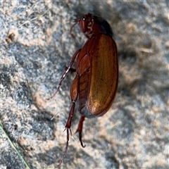 Sericesthis geminata at Barton, ACT - 28 Nov 2024 01:10 PM