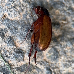 Sericesthis geminata at Barton, ACT - 28 Nov 2024 01:10 PM