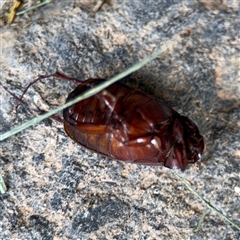 Sericesthis geminata at Barton, ACT - 28 Nov 2024 01:10 PM