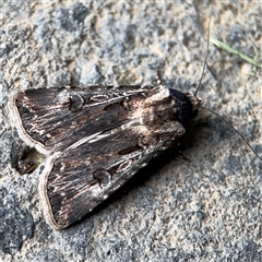 Agrotis munda (Brown Cutworm) at Parkes, ACT - 28 Nov 2024 by Hejor1