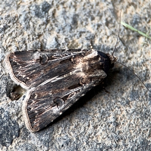 Agrotis munda (Brown Cutworm) at Parkes, ACT by Hejor1