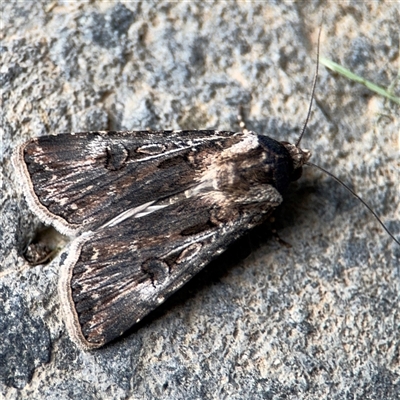 Agrotis munda (Brown Cutworm) at Parkes, ACT - 28 Nov 2024 by Hejor1