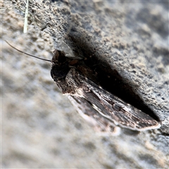 Agrotis munda at Parkes, ACT - 28 Nov 2024