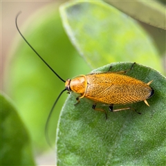 Ellipsidion humerale (Common Ellipsidion) at Russell, ACT - 28 Nov 2024 by Hejor1