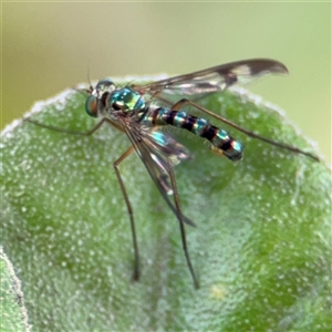 Dolichopodidae (family) (Unidentified Long-legged fly) at Russell, ACT by Hejor1