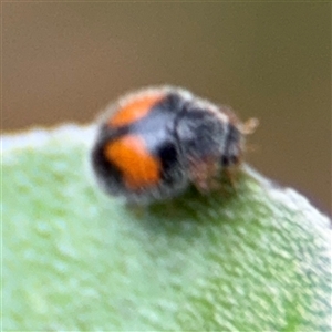 Diomus notescens (Little two-spotted ladybird) at Russell, ACT by Hejor1