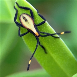 Amorbus sp. (genus) (Eucalyptus Tip bug) at Russell, ACT by Hejor1