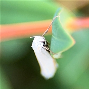 Zacorus carus at Russell, ACT - 28 Nov 2024 01:24 PM