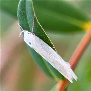 Zacorus carus at Russell, ACT - 28 Nov 2024 01:24 PM