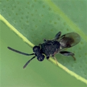 Chalcididae (family) at Russell, ACT - 28 Nov 2024 01:27 PM