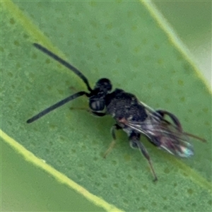 Chalcididae (family) at Russell, ACT - 28 Nov 2024 01:27 PM