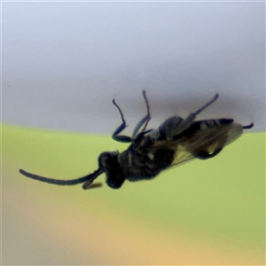 Chalcididae (family) at Russell, ACT - 28 Nov 2024