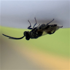 Chalcididae (family) at Russell, ACT - 28 Nov 2024