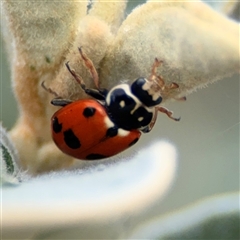 Hippodamia variegata (Spotted Amber Ladybird) at Russell, ACT - 28 Nov 2024 by Hejor1