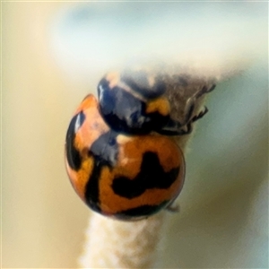 Coccinella transversalis at Russell, ACT - 28 Nov 2024 01:28 PM