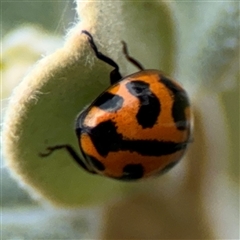 Coccinella transversalis at Russell, ACT - 28 Nov 2024