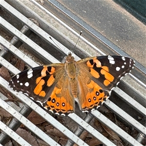 Vanessa kershawi (Australian Painted Lady) at Russell, ACT by Hejor1