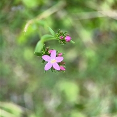 Centaurium sp. (Centaury) at Russell, ACT - 28 Nov 2024 by Hejor1