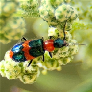 Dicranolaius sp. (genus) (Unidentified melyrid beetle) at Campbell, ACT by Hejor1