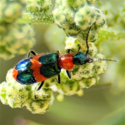 Dicranolaius bellulus (Red and Blue Pollen Beetle) at Campbell, ACT - 28 Nov 2024 by Hejor1