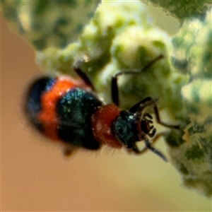 Dicranolaius sp. (genus) at Campbell, ACT - 28 Nov 2024