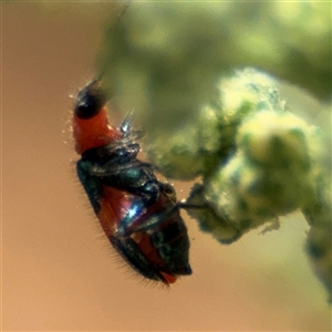 Dicranolaius sp. (genus) at Campbell, ACT - 28 Nov 2024