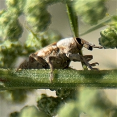 Lixus mastersii (Weevil) at Campbell, ACT - 28 Nov 2024 by Hejor1