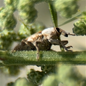 Lixus mastersii at Campbell, ACT - 28 Nov 2024