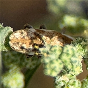 Lixus mastersii at Campbell, ACT - 28 Nov 2024