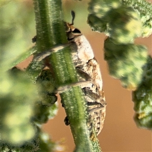 Lixus mastersii at Campbell, ACT - 28 Nov 2024