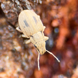 Eurymetopus birabeni at Campbell, ACT - 28 Nov 2024